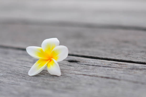 Tropical flowers frangible background on wood stock photo