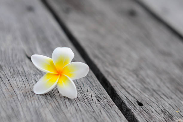 istock Tropical flowers frangible background on wood 1161287943