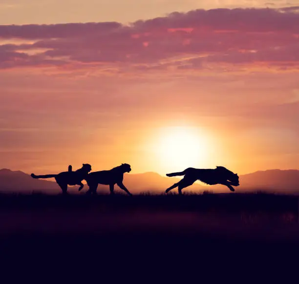 Photo of Cheetahs running at sunset