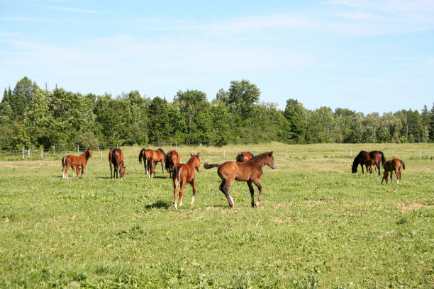 istock Warmblood mares and foals in summer pasture 1161290328