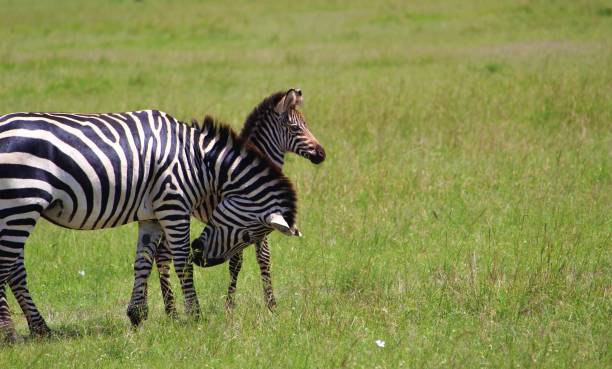 istock Mother and baby zebra 1161290387