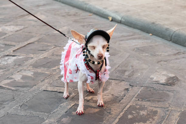 istock Beige female Chihuahua dog 1161290493