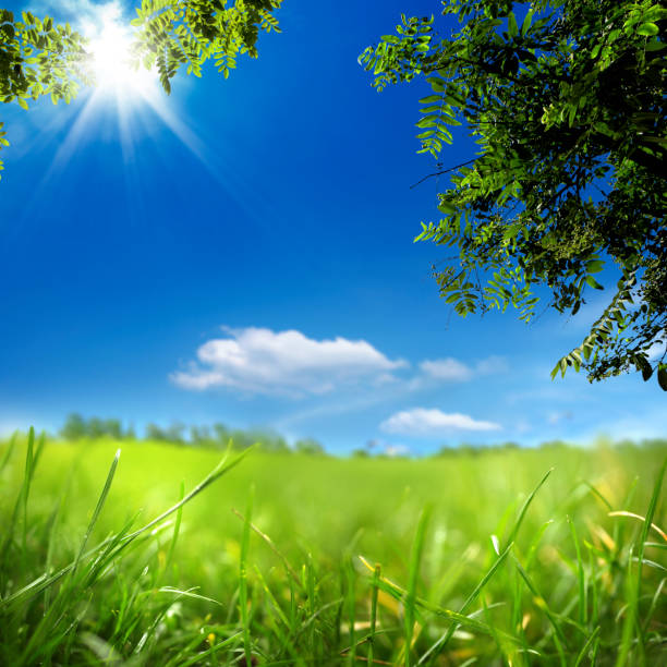 Landscape image of empty green grass field and green leaves over sunny blue sky with sunbeam