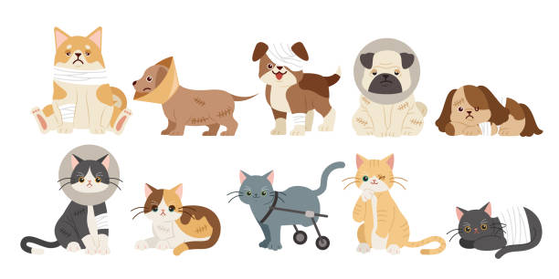 ilustrações de stock, clip art, desenhos animados e ícones de injured cartoon dogs and cats - coleira protetora