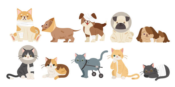 injured cartoon dogs and cats many injured cartoon dogs and cats on the white background bandage stock illustrations