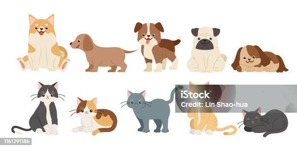 Söta Tecknade Hundar Och Katter-vektorgrafik och fler bilder på Tamkatt - Tamkatt, Hund, Sällskapsdjur