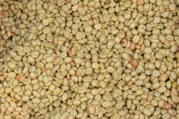 istock Coffee beans,In the ferment and wash method 1161291427