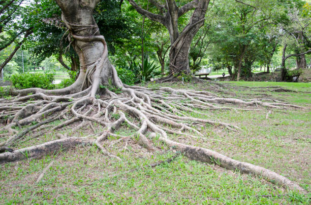 istock big tree And age old Will have the roots of long and large trees 1161292895