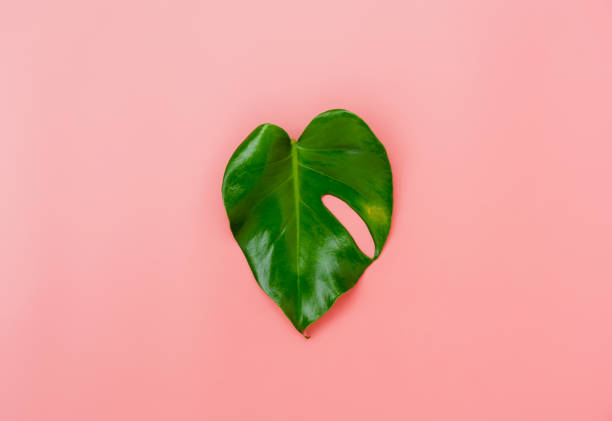 istock Table top view nature with spring summer holiday & vacation  background concept.Arrangement monstera green left.Items on pink paper.flat lay with minimal style by pastel tone.environmental day 1161293016
