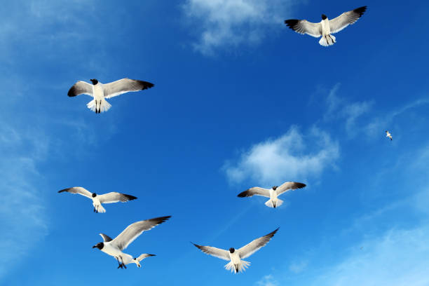 istock flock of seagulls over sunny blue sky 1161293650