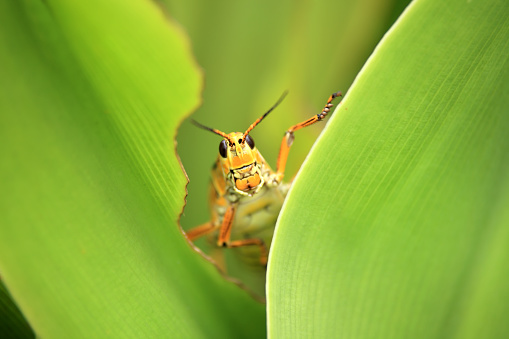 Close up shot of orange grasshoppers on green leaf in Sarasota, Florida