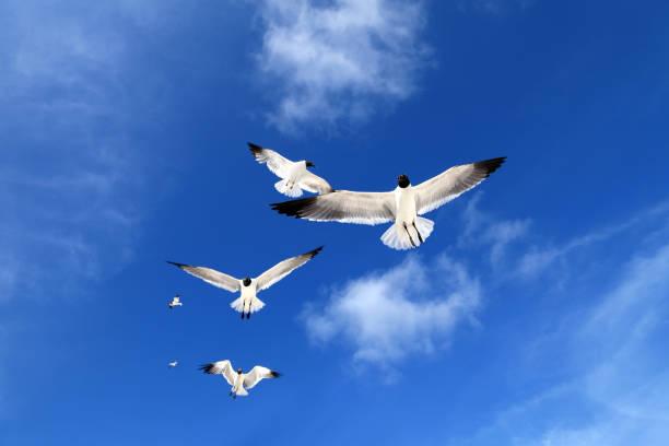 istock flock of seagulls over sunny blue sky 1161293885