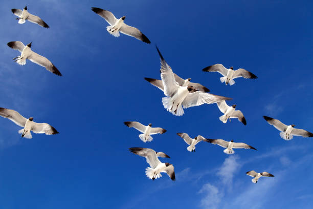 istock flock of seagulls over sunny blue sky 1161294600