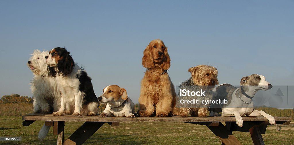 Kleine Hunde - Lizenzfrei Hund Stock-Foto