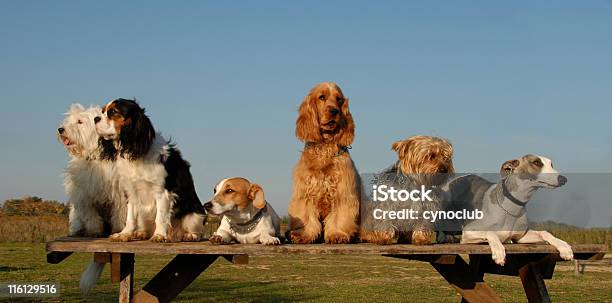 Kleine Hunde Stockfoto und mehr Bilder von Hund - Hund, Tiergruppe, Bildung