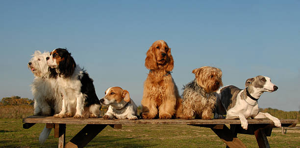 istock Many dogs sitting on a wooden bench 116129516