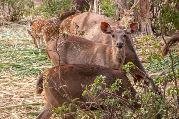 istock Deer eating grass and staring at the camera 1161295726