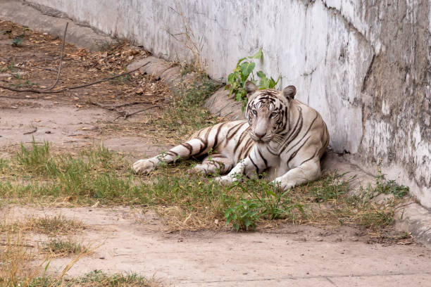 istock White Tiger setting, resting near the wall 1161295734