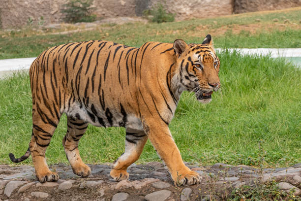istock Bengal Tiger walking on concrete path. Looking Great. 1161295776