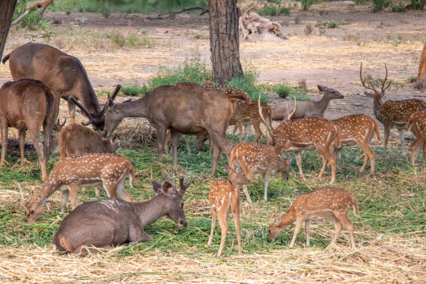 istock Deer eating grass and sitting shade of tree 1161295943