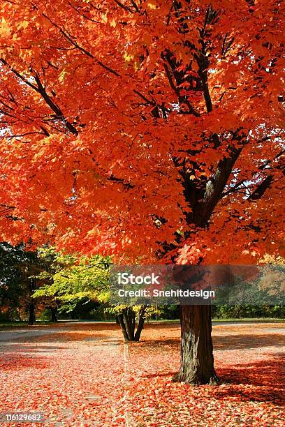 Autumn Red Stock Photo - Download Image Now - Autumn, Beauty, Branch - Plant Part