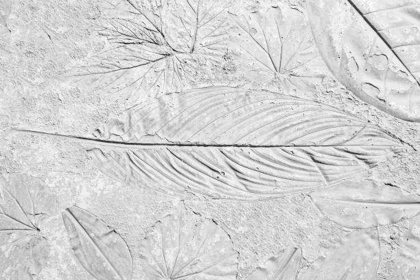 istock marks of leaf on the gray concrete 1161296873
