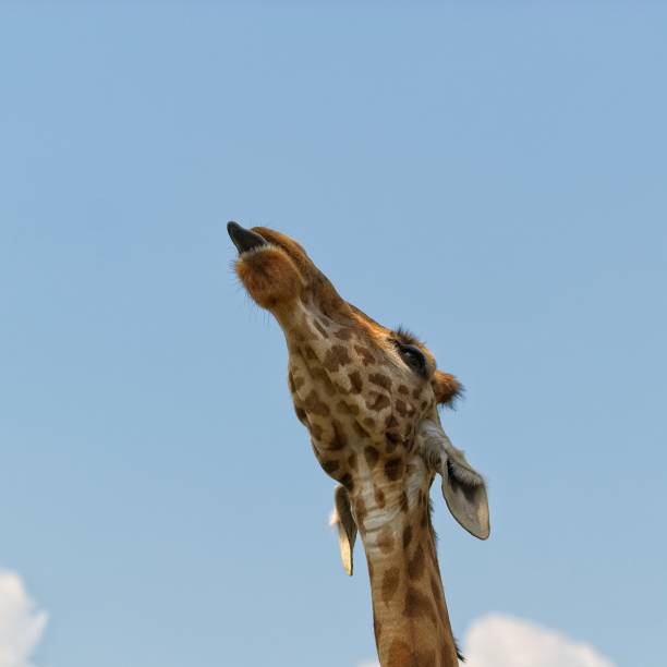 istock Giraffe sticking out her tongue 1161297678