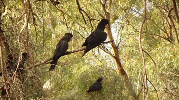 istock Red-tailed Black Cockatoo. Calyptorhynchus banksii 3. 1161299122