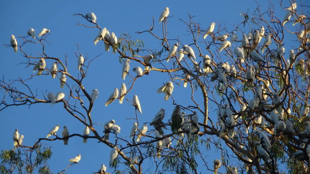 istock Little Corella. Cacatua sanguinea 15. 1161299124