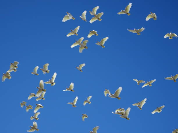 istock Little Corella. Cacatua sanguinea 18. 1161299136