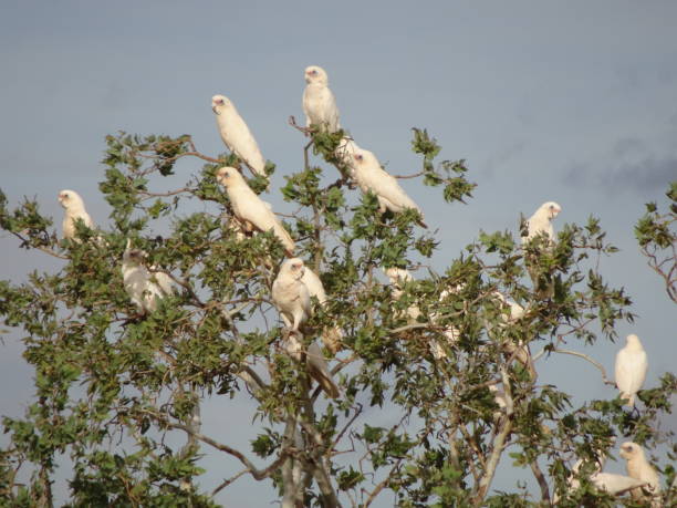 istock Little Corella. Cacatua sanguinea 26. 1161299140