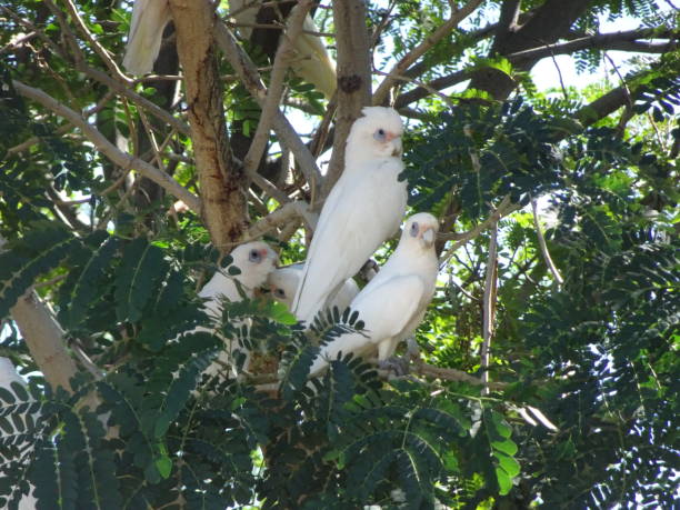 istock Little Corella. Cacatua sanguinea 23. 1161299145