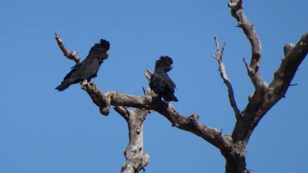 istock Red-tailed Black Cockatoo. Calyptorhynchus banksii 7. 1161299153