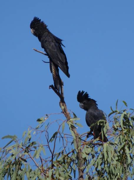 istock Red-tailed Black Cockatoo. Calyptorhynchus banksii 10. 1161299161