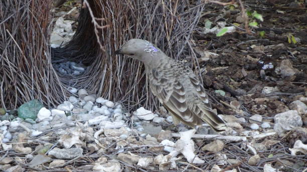 istock Great Bowerbird. Chlamydera nuchalis 1. 1161299173