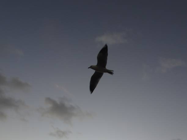 istock Silver Gull. Chroicocephalus novaehollandiae 26. 1161299250