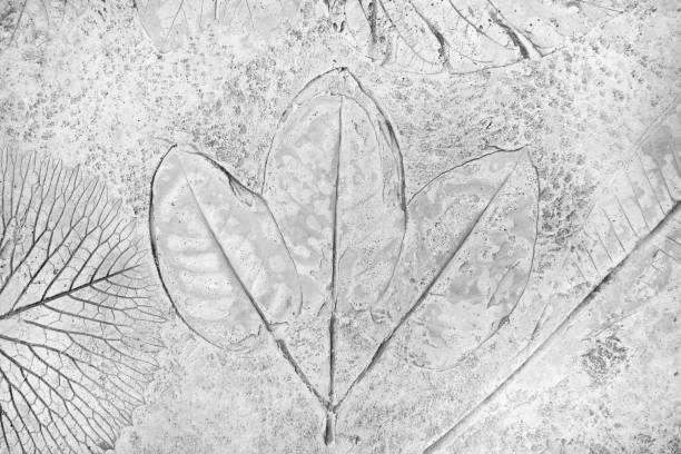 istock marks of leaves on the gray concrete background 1161300275