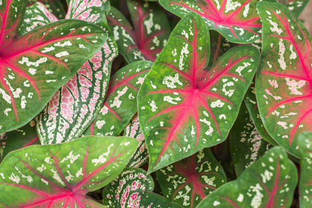 istock Caladium bicolor Vent in garden 1161300377