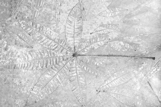 istock marks of leaf on the gray concrete background 1161300823