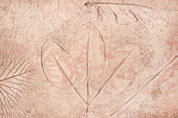 istock marks of leaf on the concrete background 1161301511