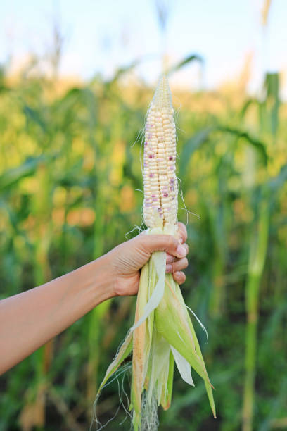 istock Farmer hand holding fresh peeling corn in agriculture plantation. 1161302797