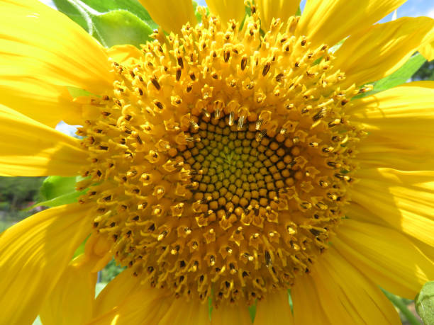 istock Pretty Yellow Summer Sunflower 1161304575