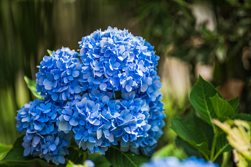 Close up of blue hydrangea flower in nature