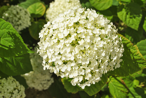 Gorgeous Blooming white hydrangea flowers