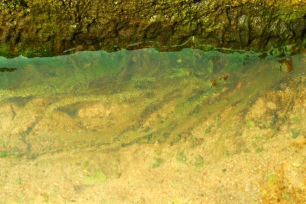 istock Water landscape with green moss 1161308238