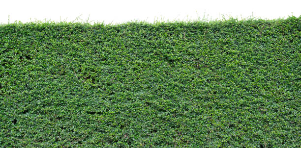 istock Green hedge or Green Leaves Wall on isolated 1161308765