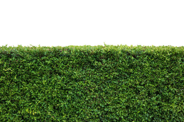 istock Green hedge or Green Leaves Wall on isolated 1161308768