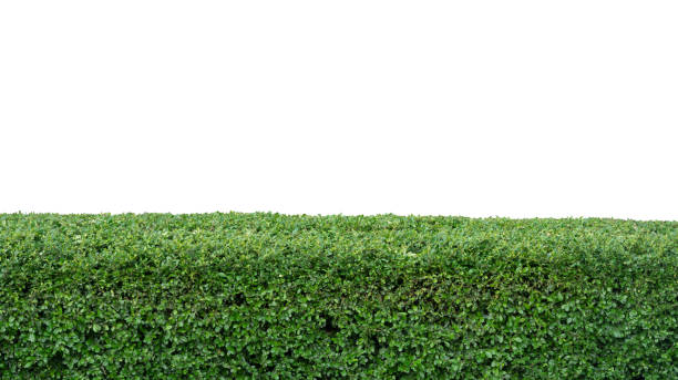 istock Green hedge or Green Leaves Wall on isolated 1161309328