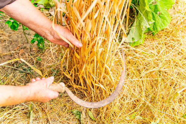 Sickle in hand - harvesting wheat. Sickle in hand - harvesting wheat. Place for text. Work tool. Background. Scythe stock pictures, royalty-free photos & images