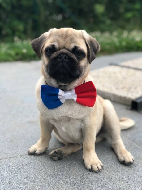 14 juillet, carlino con papillon francese, francia - dog patriotism flag politics foto e immagini stock